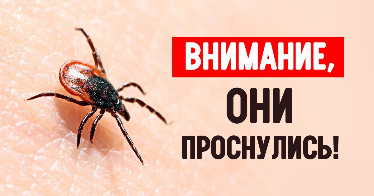 В Знаменском районе зафиксирован первый укус клеща.